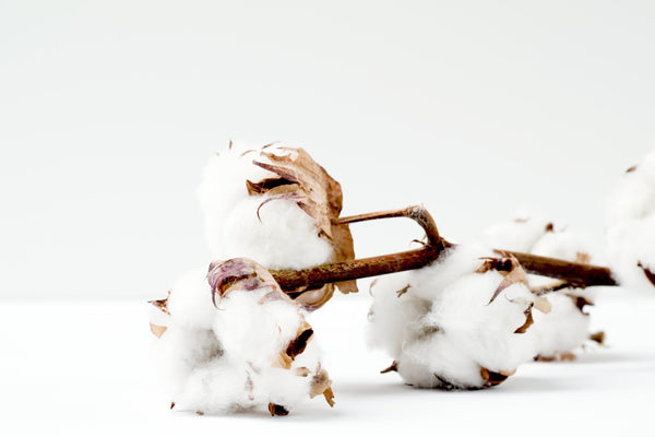Six Reasons Why We Use Supima Cotton